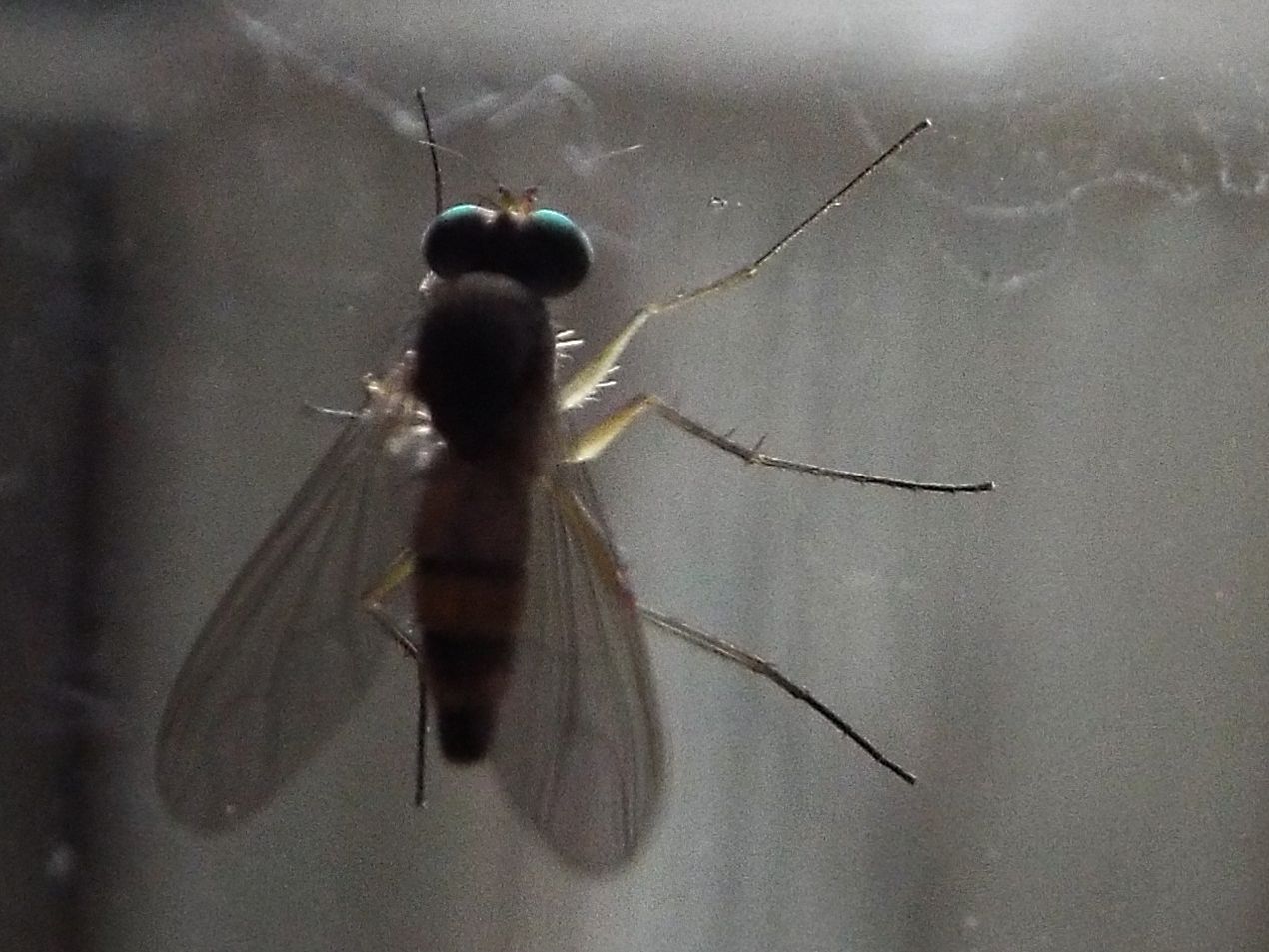 Sciapus sp.,         Dolichopodidae